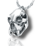 Cougar Skull